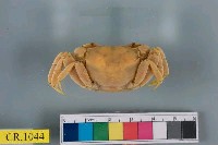 藏品(臺灣厚蟹)的圖片